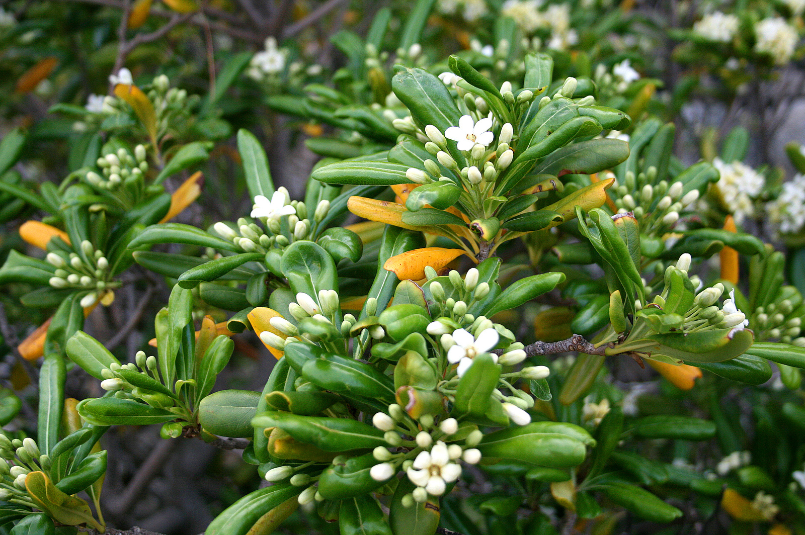 Pittosporum_Tobira_JPG0.jpg