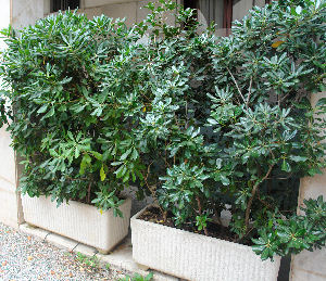 pittosporum_tobira_venise_planfor02.jpg
