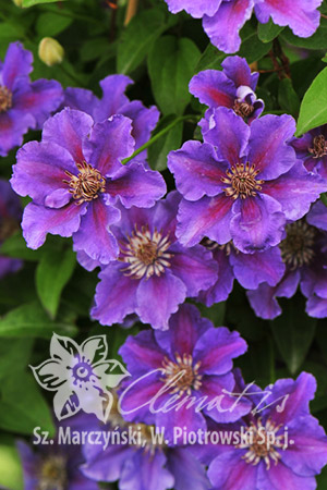 pix782_Clematis_Ashva_K2.jpg