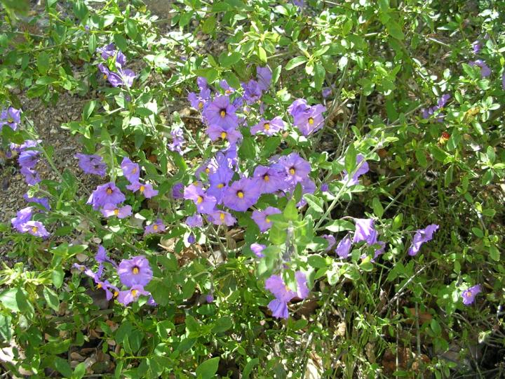 pix_Purple_Nightshade_04.jpg