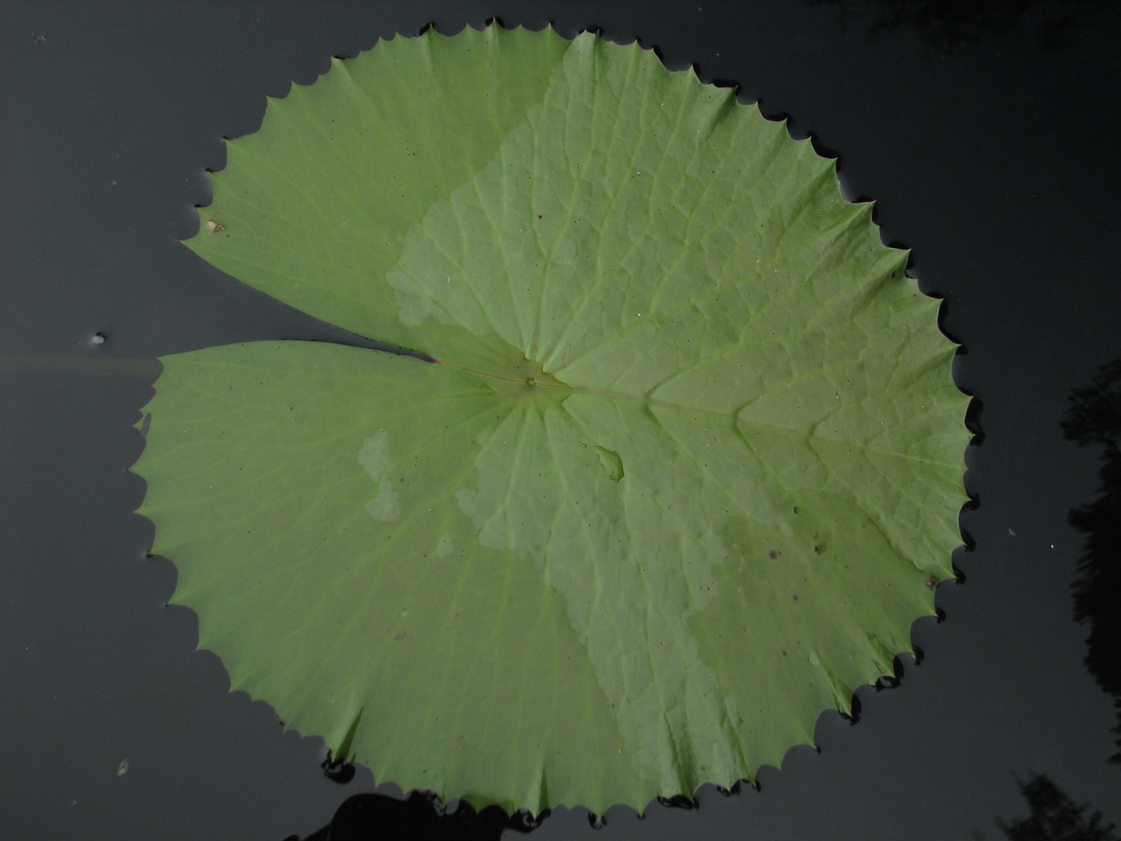Piyalarp-leaf.jpg