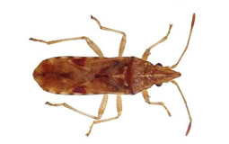 plaga-platanos.jpg