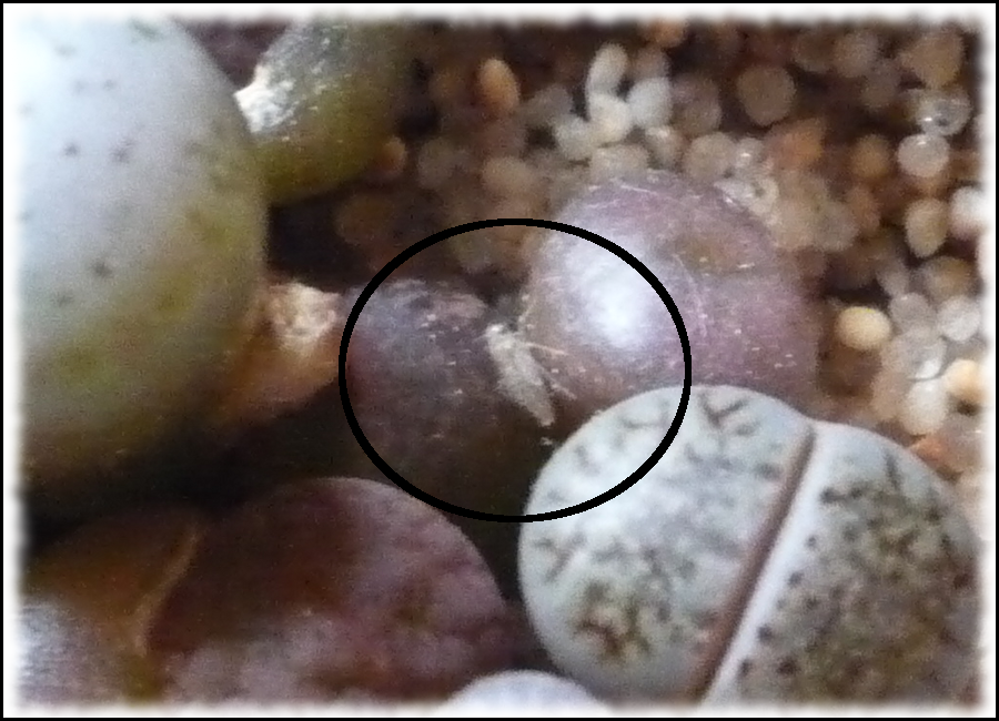 plaga_lithops.png