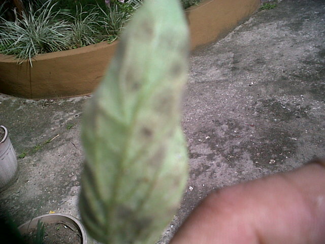 plaga_tomates_n9_2.jpg