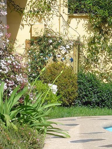 plagas-jardin.jpg