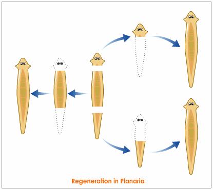 planaria-regeneration.jpe