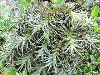 PLANATA+DEL+AIRE21+abril+2011+%25283%2529.jpg