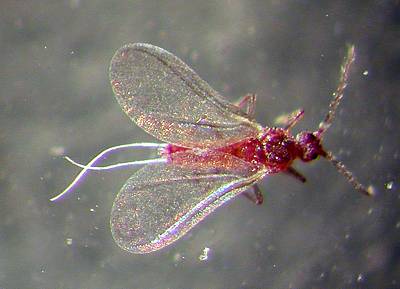 Planococcus-citri-male.jpg