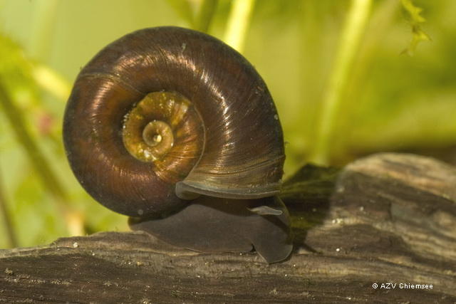 Planorbarius+corneus+Posthornschn.jpg