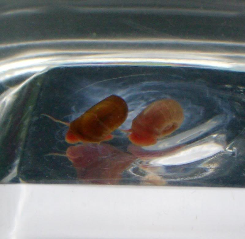 Planorbis.jpg