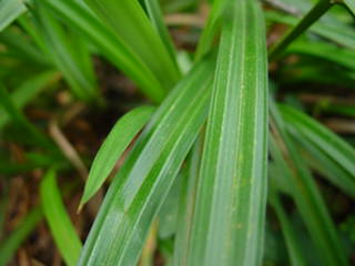 Plant%20028.jpg