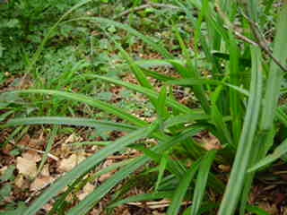 Plant%20029.jpg