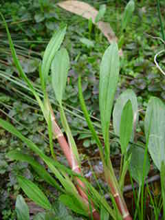 Plant%20031.jpg