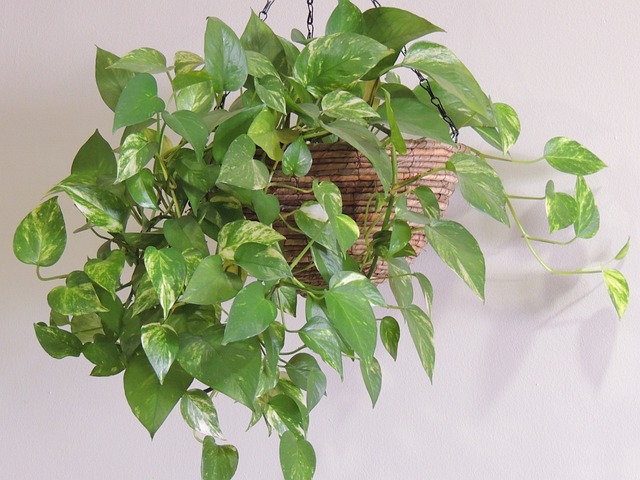 plant-344413_640.jpg
