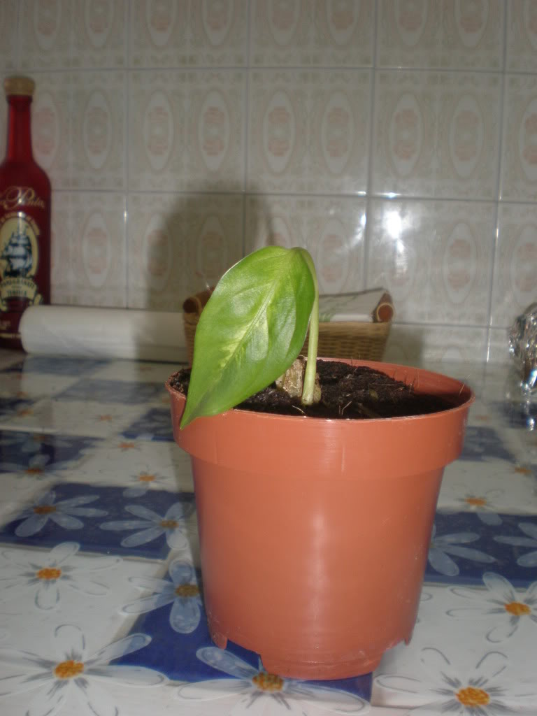 plant.jpg