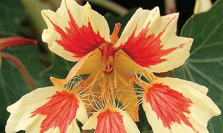 Plant-of-the-week-Nasturt-008.jpg