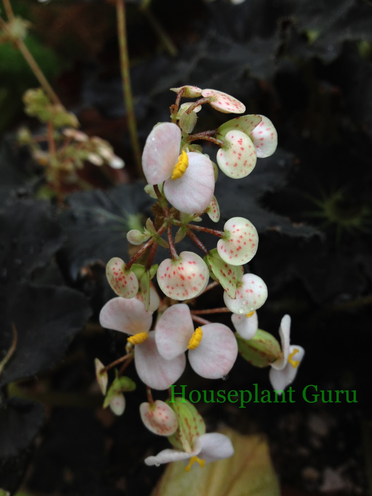 plant+pictures+with+watermark+002.JPG