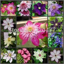 Plant-seeds-clematis-seeds-gold-100-pcs.jpg