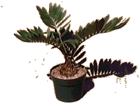 plant11.GIF