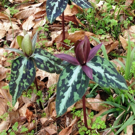 plant_27899_shoot_20191101203310.jpg