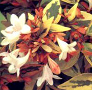 plant_abelia_x_grandiflora___frances_mason___1_74.jpg