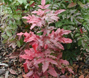 plant_mahonia_aquifolium___atropurpurea___1_40.jpg