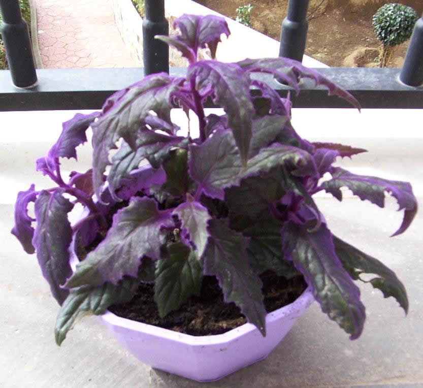 planta~10.jpg