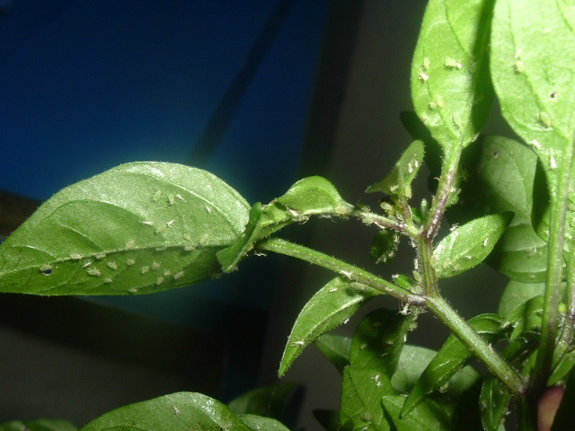 planta%20082.jpg