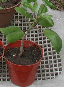 planta%201.JPG