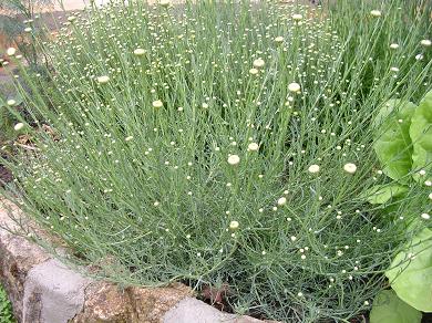 Planta%202%7E0.JPG