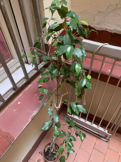 planta-2022sep01.jpg