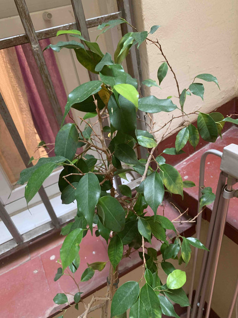 planta-2022sep02.jpg