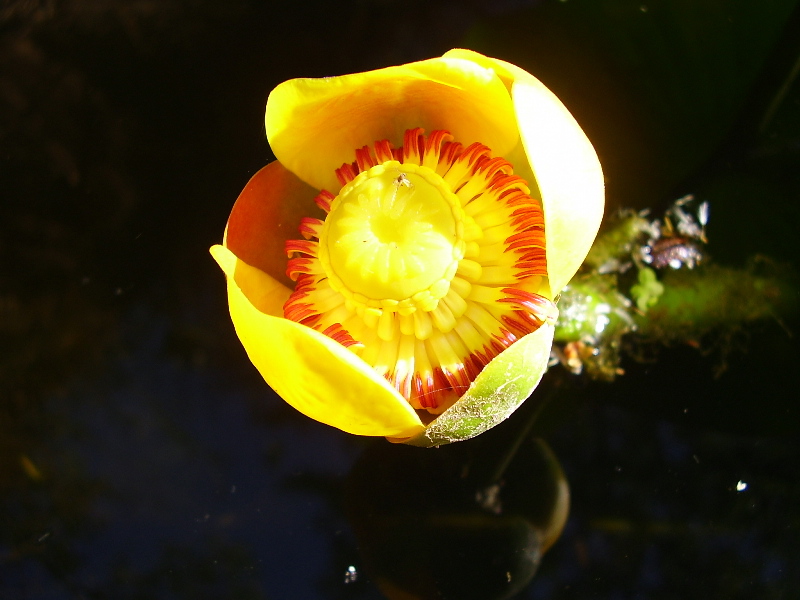 planta%20acuatica%20amarillo.jpg