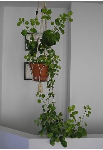 planta%20del%20dinero%20%28colgante%29.JPG