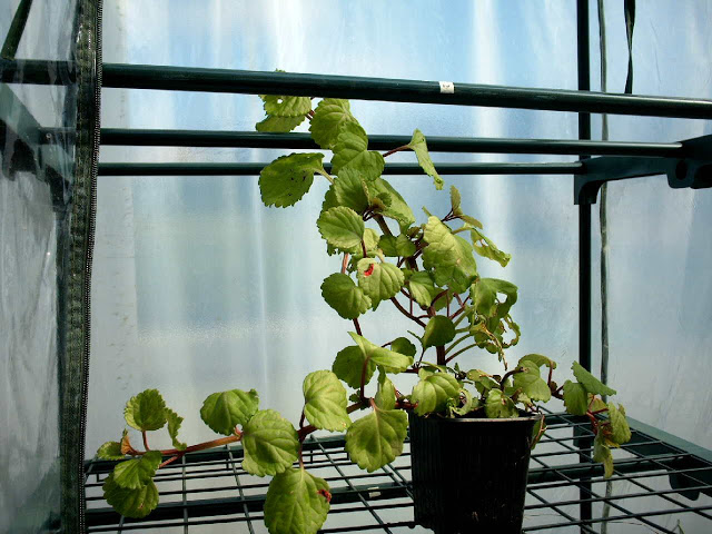 planta%20del%20dinero%200.50.jpg