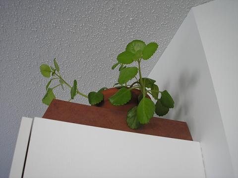 planta%20del%20dinero.JPG