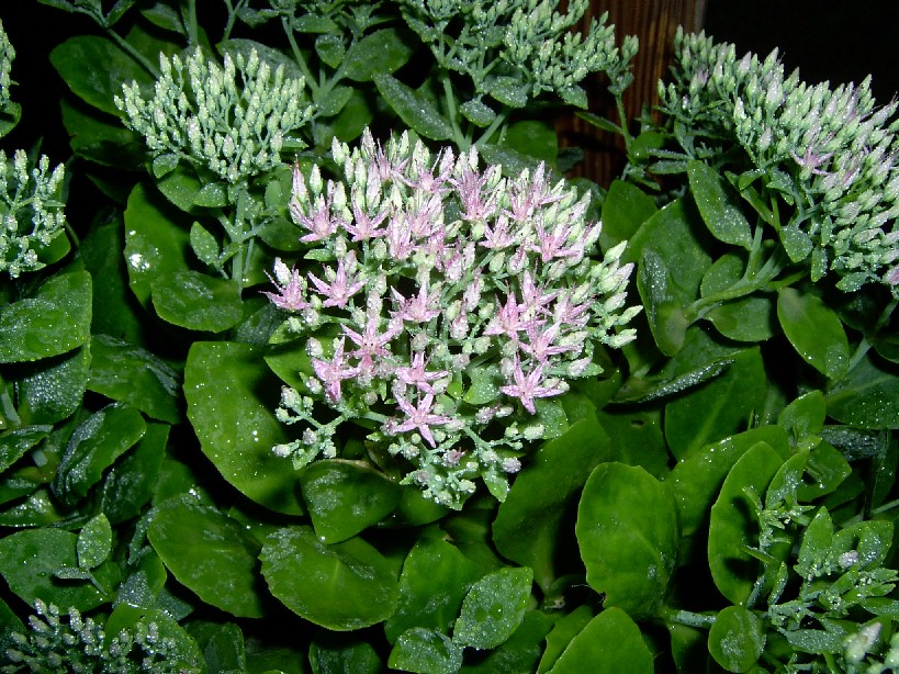 planta%20desconocida%2019%20Mayo.jpg