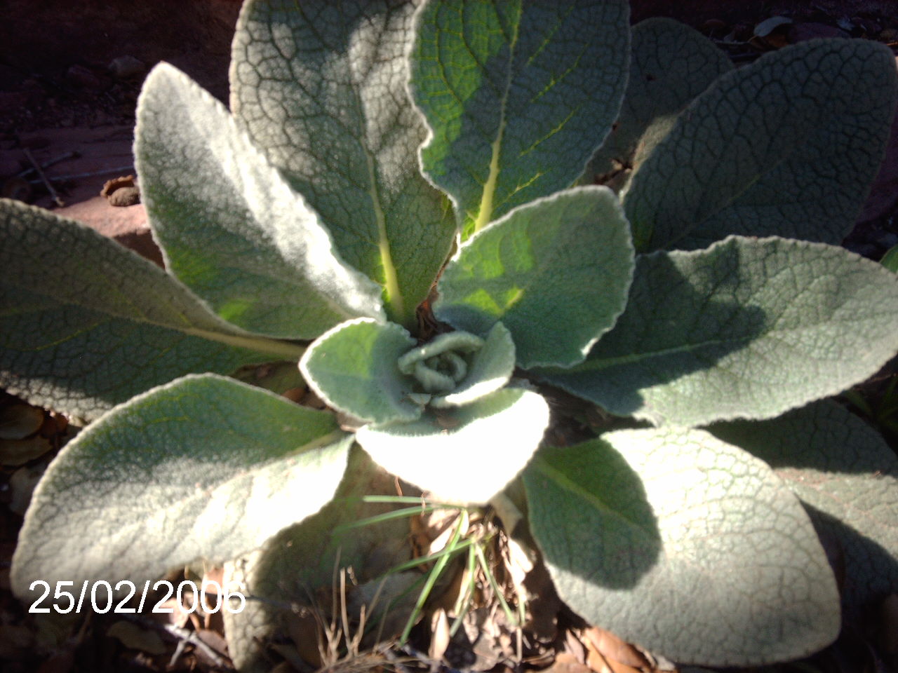 planta%20gatova%201.JPG