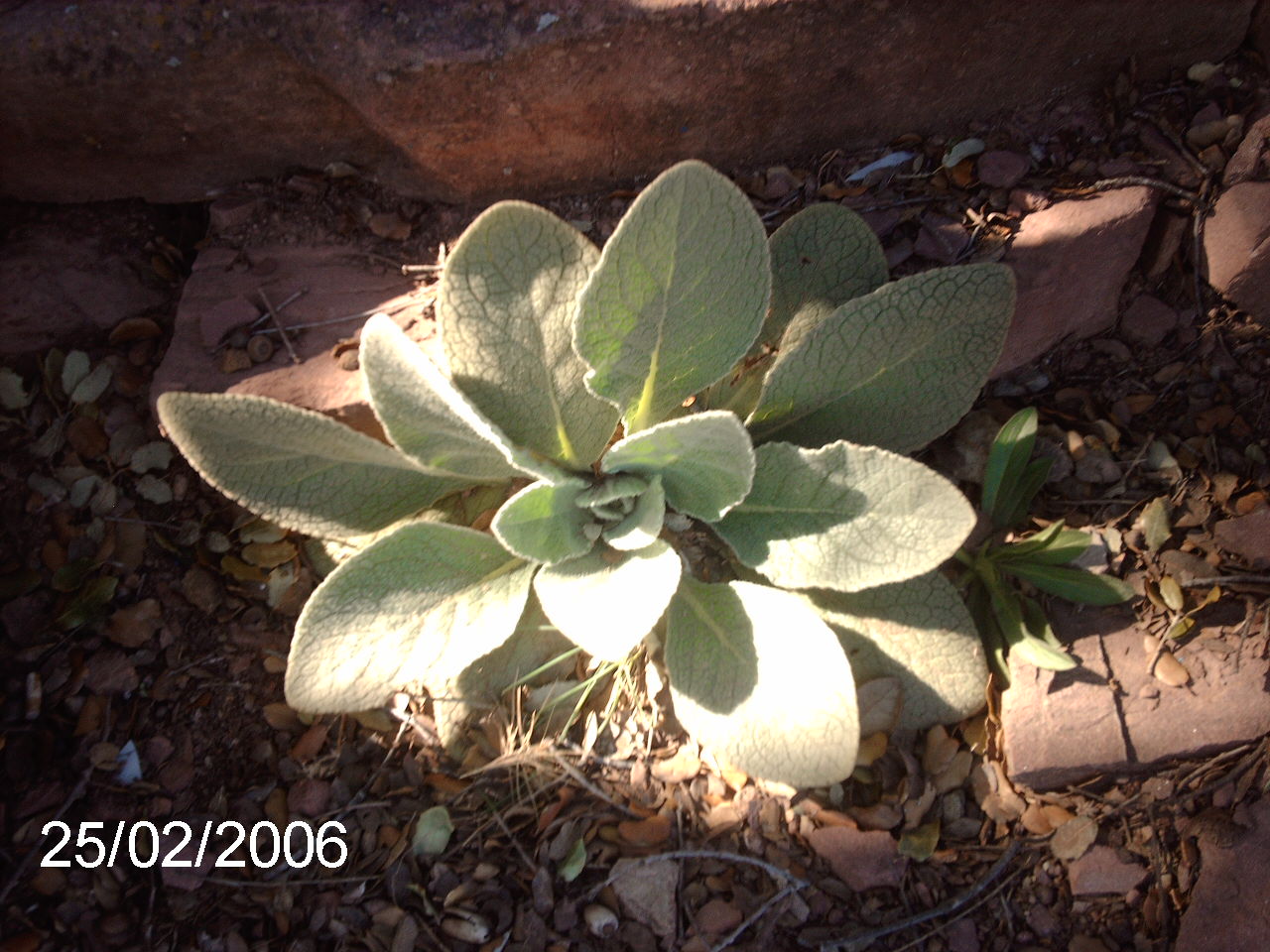 planta%20gatova%202.JPG
