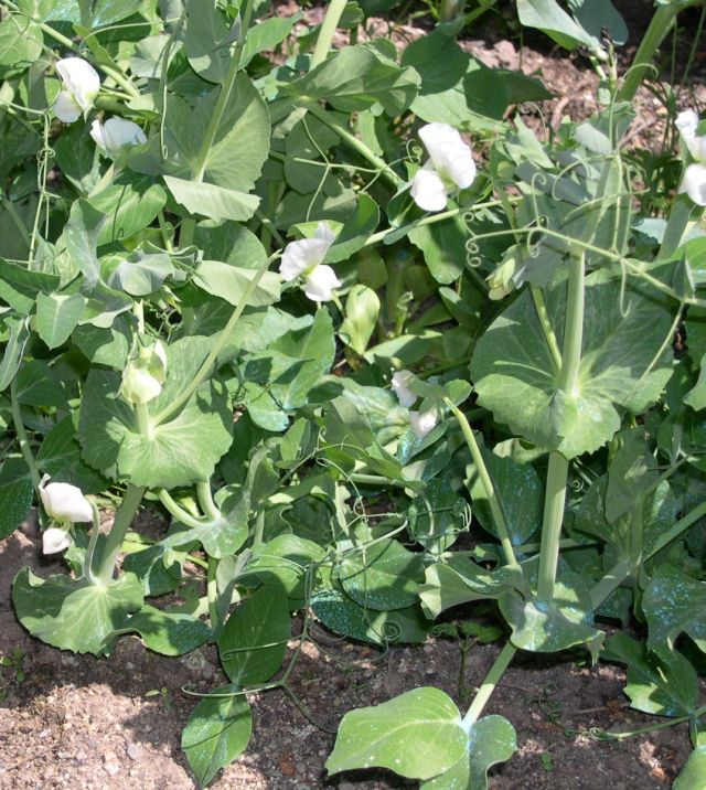 Planta%20Guisante.jpg