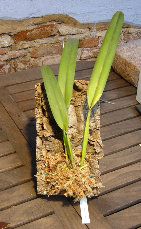 Planta%20montada%7E0.jpg