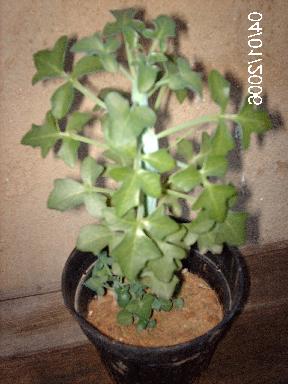 planta%20rara.JPG