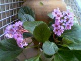 planta%20terraza.jpg
