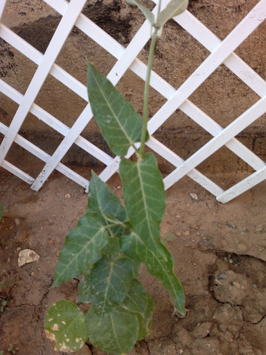 planta%2520desconocida.jpg