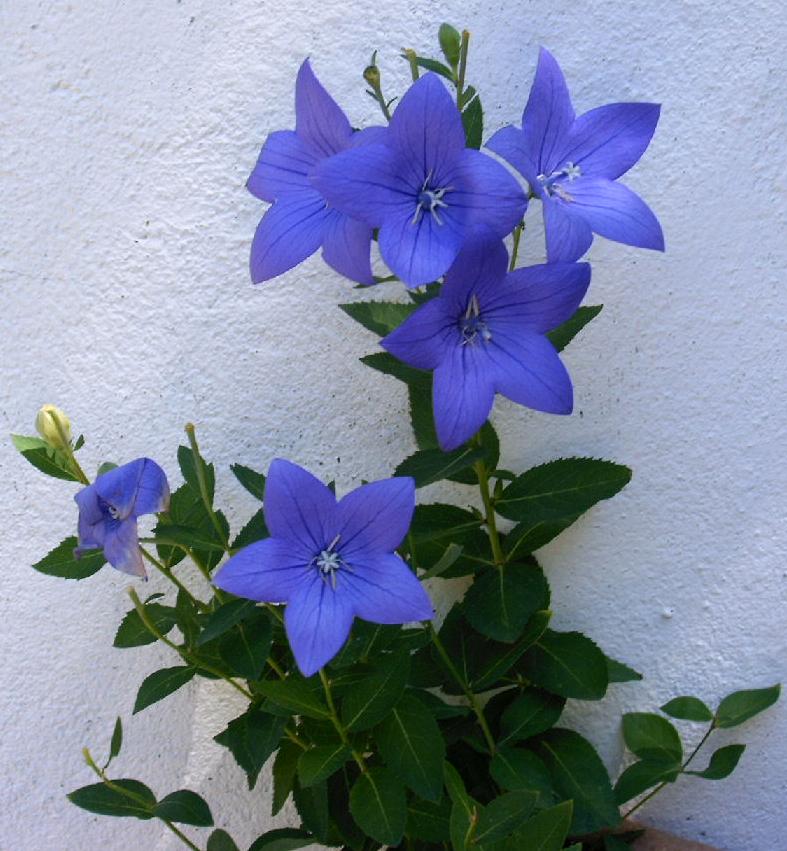 planta%7E0.JPG