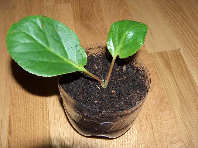 planta%7E1.JPG
