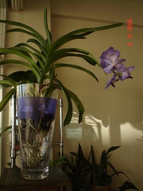 planta%7E2.JPG