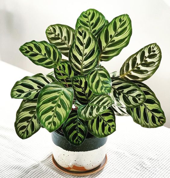 PLANTA-CALATHEA-MAKOYANA-2.jpg