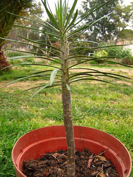 planta canaria.JPG