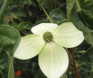 Planta+Cornejo+Cornus+kousa.jpg